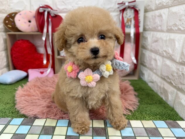 兵庫県のトイプードル(トイ) (ワンキャラット アミーゴ姫路花田店/2025年12月4日生まれ/女の子/ペールフォーン)の子犬の4枚目の画像