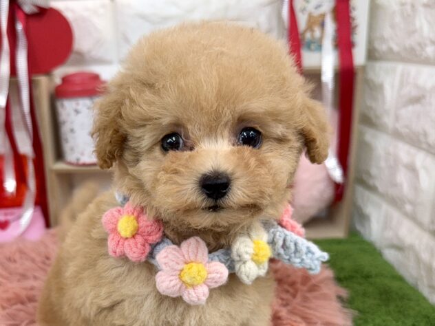 兵庫県のトイプードル(トイ) (ワンキャラット アミーゴ姫路花田店/2025年12月4日生まれ/女の子/ペールフォーン)の子犬の1枚目の画像