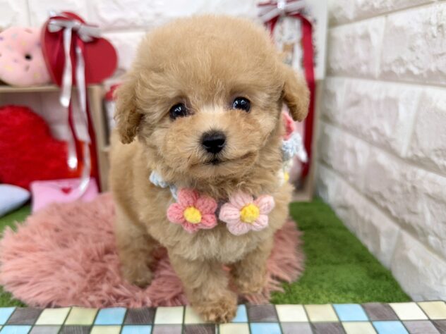 兵庫県のトイプードル(トイ) (ワンキャラット アミーゴ姫路花田店/2025年12月4日生まれ/女の子/ペールフォーン)の子犬の2枚目の画像