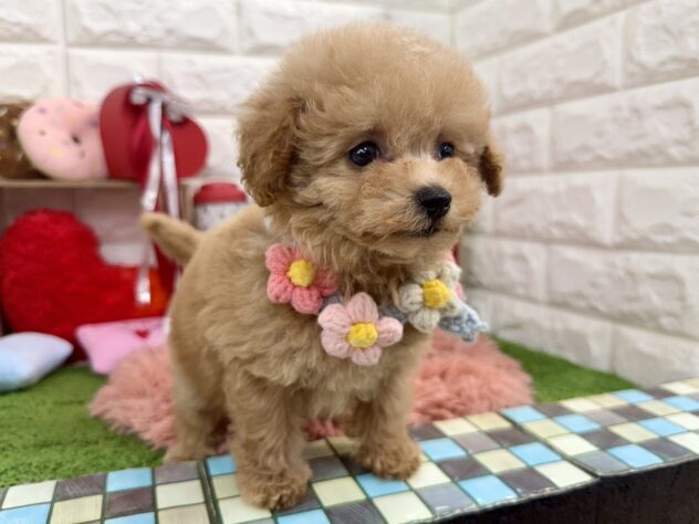 兵庫県のトイプードル(トイ) (ワンキャラット アミーゴ姫路花田店/2025年12月4日生まれ/女の子/ペールフォーン)の子犬の3枚目の画像