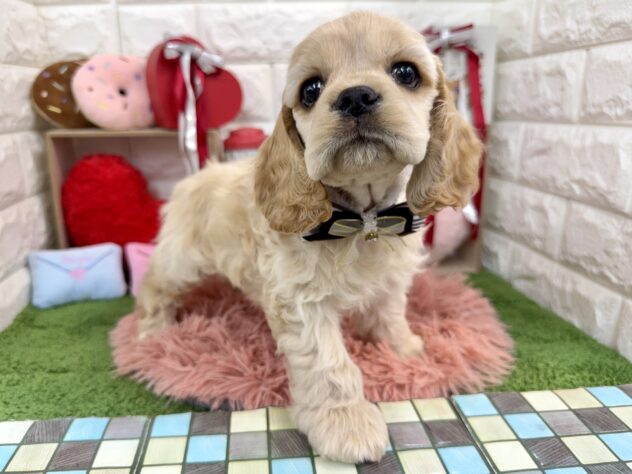 兵庫県のアメリカンコッカースパニエル (ワンキャラット アミーゴ姫路花田店/2025年12月4日生まれ/男の子/バフ)の子犬の2枚目の画像