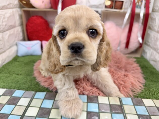 兵庫県のアメリカンコッカースパニエル (ワンキャラット アミーゴ姫路花田店/2025年12月4日生まれ/男の子/バフ)の子犬の1枚目の画像