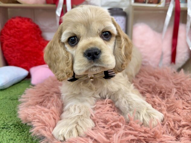 兵庫県のアメリカンコッカースパニエル (ワンキャラット アミーゴ姫路花田店/2025年12月4日生まれ/男の子/バフ)の子犬の3枚目の画像