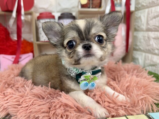 兵庫県のチワワ(ロング) (ワンキャラット アミーゴ姫路花田店/2025年11月27日生まれ/男の子/レッドホワイト)の子犬の2枚目の画像