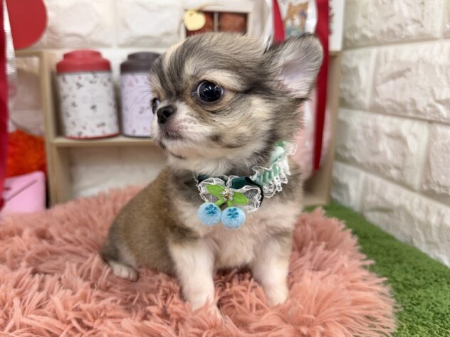 兵庫県のチワワ(ロング) (ワンキャラット アミーゴ姫路花田店/2025年11月27日生まれ/男の子/レッドホワイト)の子犬の4枚目の画像