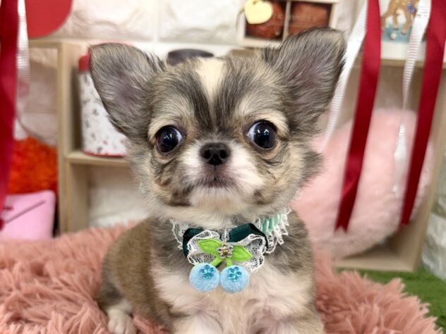 兵庫県のチワワ(ロング) (ワンキャラット アミーゴ姫路花田店/2025年11月27日生まれ/男の子/レッドホワイト)の子犬の1枚目の画像