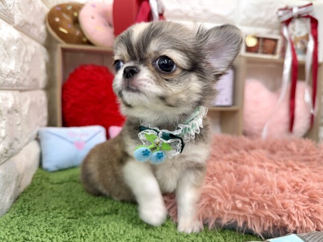 兵庫県のチワワ(ロング) (ワンキャラット アミーゴ姫路花田店/2025年11月27日生まれ/男の子/レッドホワイト)の子犬の3枚目の画像