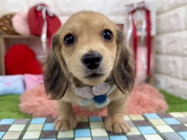 兵庫県のカニンヘンダックスフンド(ロング) (ワンキャラット アミーゴ姫路花田店/2025年11月30日生まれ/男の子/シェイテッドイエロー)の子犬の1枚目の画像