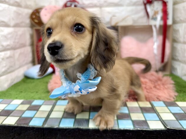 兵庫県のカニンヘンダックスフンド(ロング) (ワンキャラット アミーゴ姫路花田店/2025年11月30日生まれ/男の子/シェイテッドイエロー)の子犬の2枚目の画像