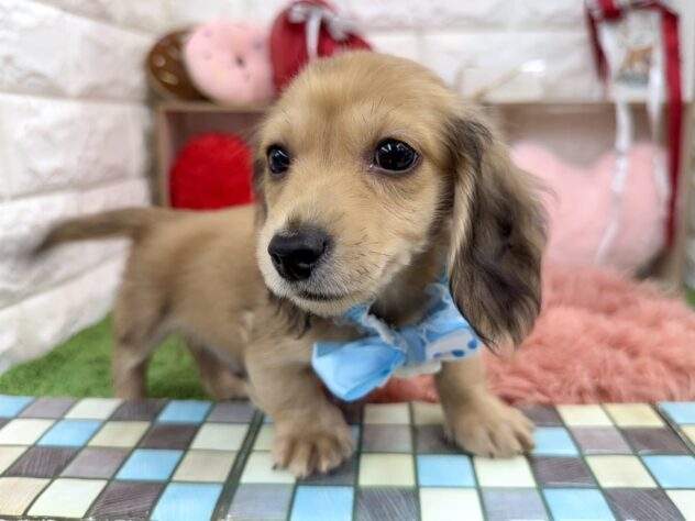 兵庫県のカニンヘンダックスフンド(ロング) (ワンキャラット アミーゴ姫路花田店/2025年11月30日生まれ/男の子/シェイテッドイエロー)の子犬の4枚目の画像