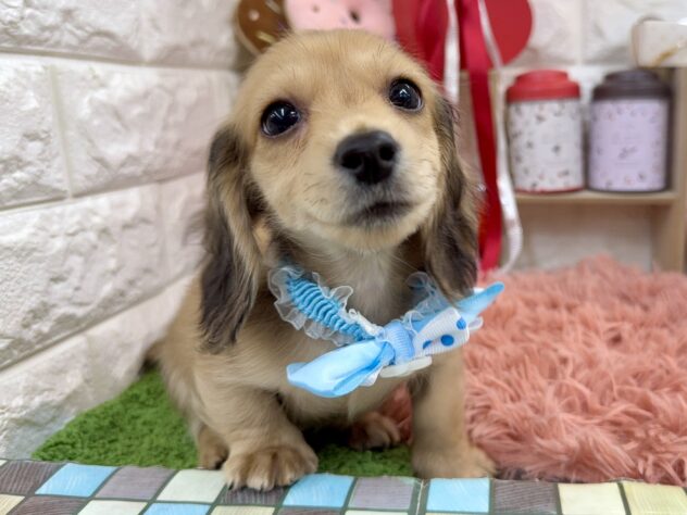 兵庫県のカニンヘンダックスフンド(ロング) (ワンキャラット アミーゴ姫路花田店/2025年11月30日生まれ/男の子/シェイテッドイエロー)の子犬の3枚目の画像