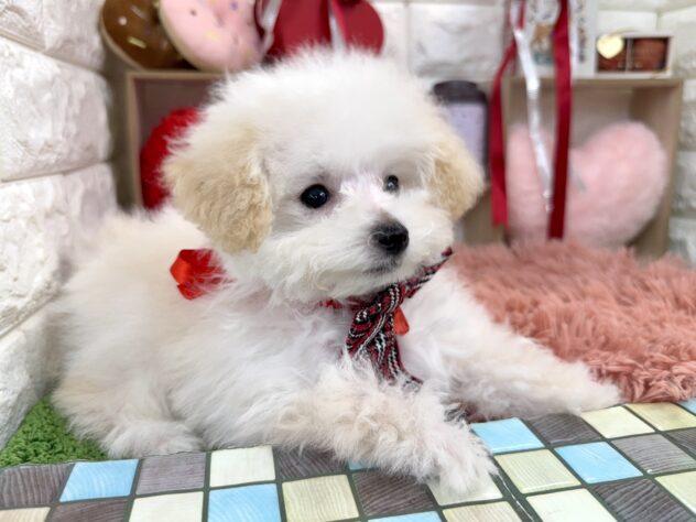 兵庫県のトイプードル(トイ) (ワンキャラット アミーゴ姫路花田店/2025年11月13日生まれ/女の子/ホワイト)の子犬の2枚目の画像