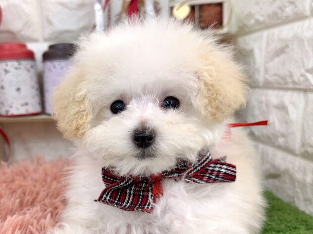 兵庫県のトイプードル(トイ) (ワンキャラット アミーゴ姫路花田店/2025年11月13日生まれ/女の子/ホワイト)の子犬の1枚目の画像