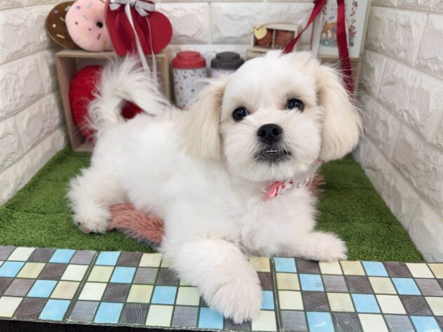 兵庫県のハーフ犬・ミックス犬 (ワンキャラット アミーゴ姫路花田店/2025年7月31日生まれ/女の子/ホワイト)の子犬の3枚目の画像