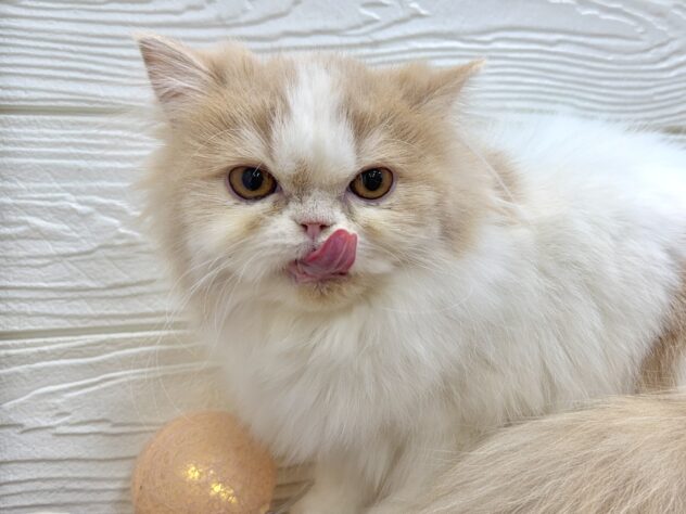 兵庫県のミヌエット (ワンキャラット アミーゴ姫路飾磨店/2025年6月14日生まれ/女の子/クリームタビーホワイト)の子猫の1枚目の画像