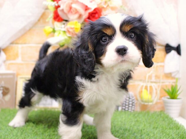 兵庫県のキャバリアキングチャールズスパニエル (ペット・プラザ アミーゴ三田店/2025年11月23日生まれ/男の子/トライカラー)の子犬の2枚目の画像