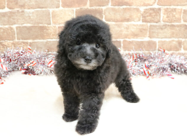 広島県のトイプードル(トイ) (アミーゴ西条店/2025年11月11日生まれ/女の子/シルバー)の子犬の2枚目の画像