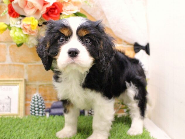 兵庫県のキャバリアキングチャールズスパニエル (ペット・プラザ アミーゴ三田店/2025年11月23日生まれ/男の子/トライカラー)の子犬の3枚目の画像