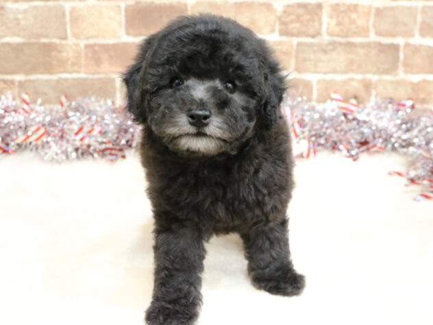 広島県のトイプードル(トイ) (アミーゴ西条店/2025年11月11日生まれ/女の子/シルバー)の子犬の1枚目の画像