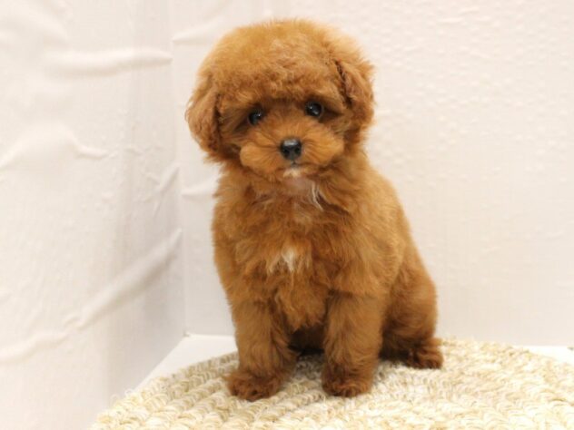 大阪府のトイプードル(トイ) (ペット・プラザ アミーゴ箕面店/2025年11月1日生まれ/女の子/レッドフォーン)の子犬