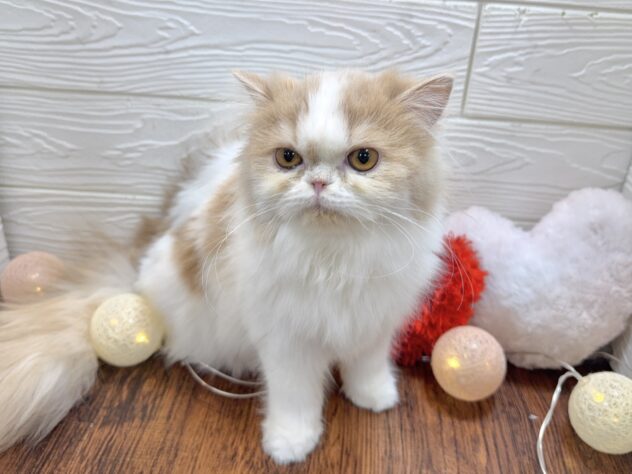 兵庫県のミヌエット (ワンキャラット アミーゴ姫路飾磨店/2025年6月14日生まれ/女の子/クリームタビーホワイト)の子猫の4枚目の画像