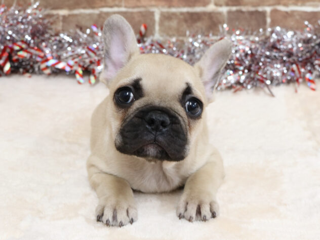 広島県のフレンチブルドッグ (アミーゴ西条店/2025年11月20日生まれ/男の子/フォーン)の子犬の2枚目の画像