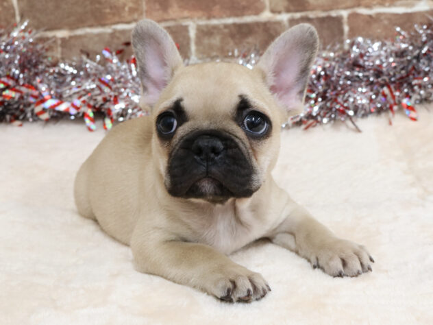 広島県のフレンチブルドッグ (アミーゴ西条店/2025年11月20日生まれ/男の子/フォーン)の子犬の1枚目の画像