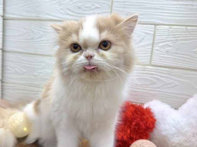 兵庫県のミヌエット (ワンキャラット アミーゴ姫路飾磨店/2025年6月14日生まれ/女の子/クリームタビーホワイト)の子猫の2枚目の画像