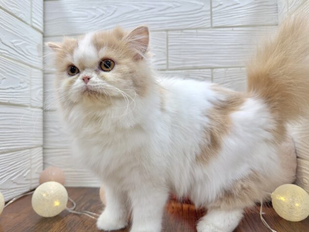 兵庫県のミヌエット (ワンキャラット アミーゴ姫路飾磨店/2025年6月14日生まれ/女の子/クリームタビーホワイト)の子猫の3枚目の画像