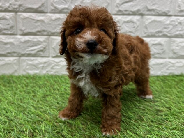 新潟県のトイプードル(トイ) (アミーゴ新潟小新店/2025年11月8日生まれ/男の子/レッド)の子犬の1枚目の画像