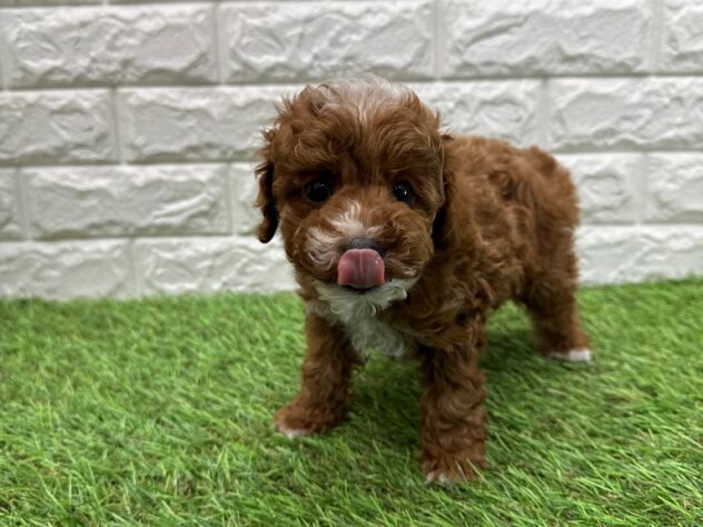 新潟県のトイプードル(トイ) (アミーゴ新潟小新店/2025年11月8日生まれ/男の子/レッド)の子犬の2枚目の画像