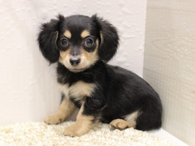 大阪府のチワックス(チワワ×ダックス) (ペット・プラザ アミーゴ箕面店/2025年11月16日生まれ/男の子/ブラックタン)の子犬の2枚目の画像