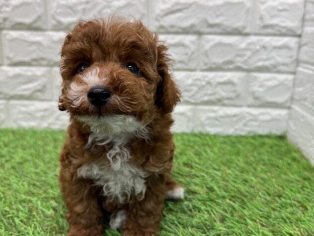新潟県のトイプードル(トイ) (アミーゴ新潟小新店/2025年11月8日生まれ/男の子/レッド)の子犬の3枚目の画像