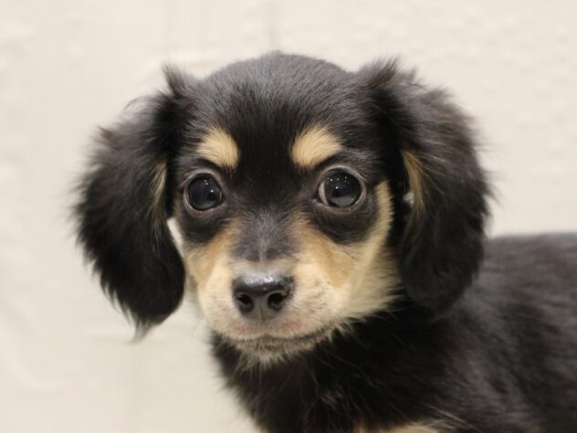 大阪府のチワックス(チワワ×ダックス) (ペット・プラザ アミーゴ箕面店/2025年11月16日生まれ/男の子/ブラックタン)の子犬の3枚目の画像