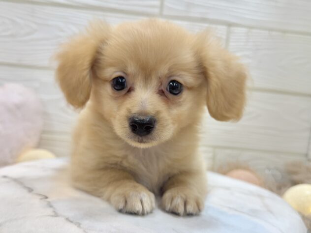 兵庫県のポメックス(ポメラニアン×ダックス) (ワンキャラット アミーゴ姫路飾磨店/2025年11月21日生まれ/男の子/ゴールド)の子犬の1枚目の画像