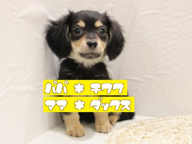 大阪府のチワックス(チワワ×ダックス) (ペット・プラザ アミーゴ箕面店/2025年11月16日生まれ/男の子/ブラックタン)の子犬の1枚目の画像
