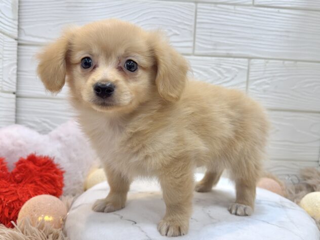 兵庫県のポメックス(ポメラニアン×ダックス) (ワンキャラット アミーゴ姫路飾磨店/2025年11月21日生まれ/男の子/ゴールド)の子犬の2枚目の画像