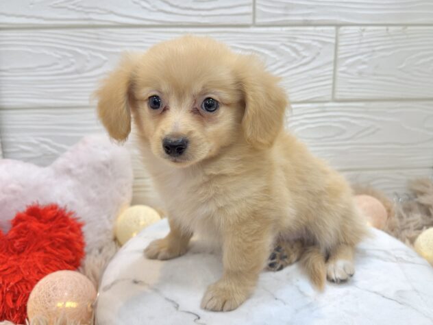 兵庫県のポメックス(ポメラニアン×ダックス) (ワンキャラット アミーゴ姫路飾磨店/2025年11月21日生まれ/男の子/ゴールド)の子犬の4枚目の画像
