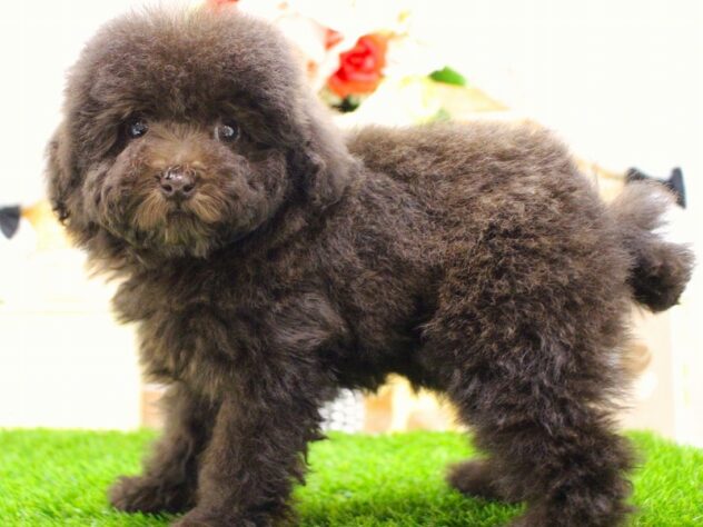 兵庫県のトイプードル(トイ) (ペット・プラザ アミーゴ三田店/2025年11月20日生まれ/女の子/ブラウン)の子犬の2枚目の画像