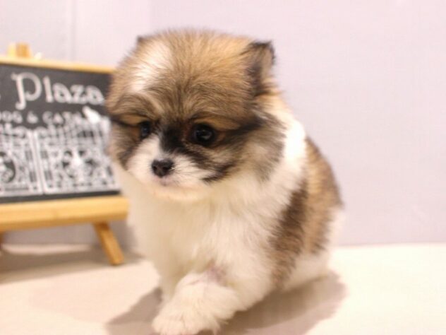 兵庫県のポメチワ/チワポメ/ポメチー(ポメラニアン×チワワ) (ペット・プラザ アミーゴつかしん店/2025年10月25日生まれ/男の子/パーティーカラー)の子犬の3枚目の画像