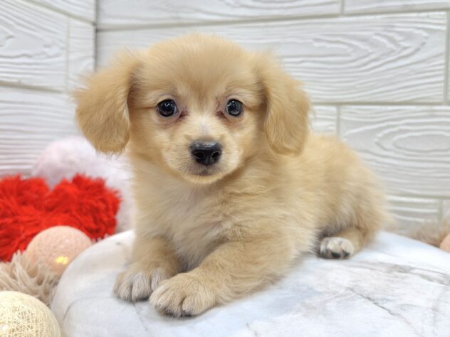 兵庫県のポメックス(ポメラニアン×ダックス) (ワンキャラット アミーゴ姫路飾磨店/2025年11月21日生まれ/男の子/ゴールド)の子犬の3枚目の画像