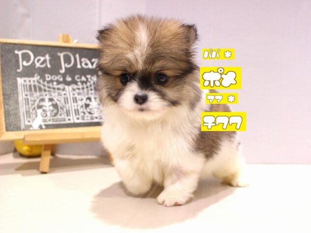 兵庫県のポメチワ/チワポメ/ポメチー(ポメラニアン×チワワ) (ペット・プラザ アミーゴつかしん店/2025年10月25日生まれ/男の子/パーティーカラー)の子犬の1枚目の画像