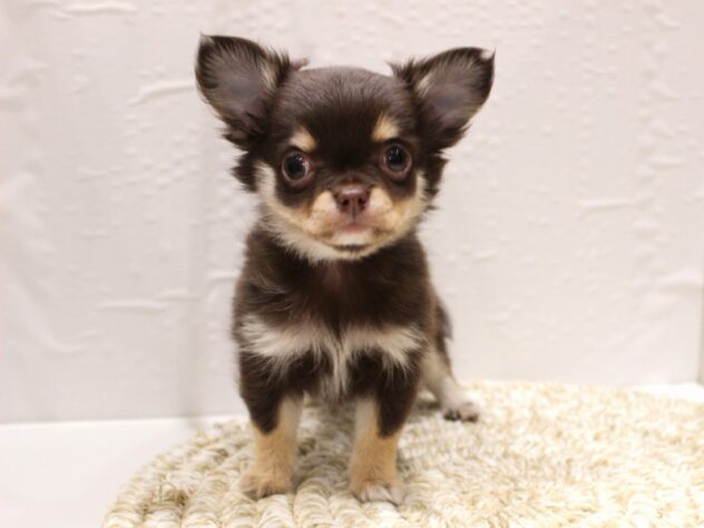 大阪府のチワワ(ロング) (ペット・プラザ アミーゴ箕面店/2025年11月20日生まれ/男の子/チョコレートクリーム)の子犬