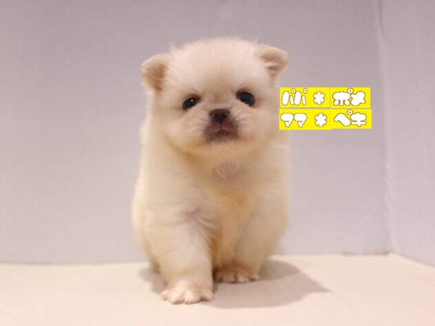 兵庫県のハーフ犬・ミックス犬 (ペット・プラザ アミーゴつかしん店/2025年11月9日生まれ/女の子/ホワイト)の子犬の1枚目の画像