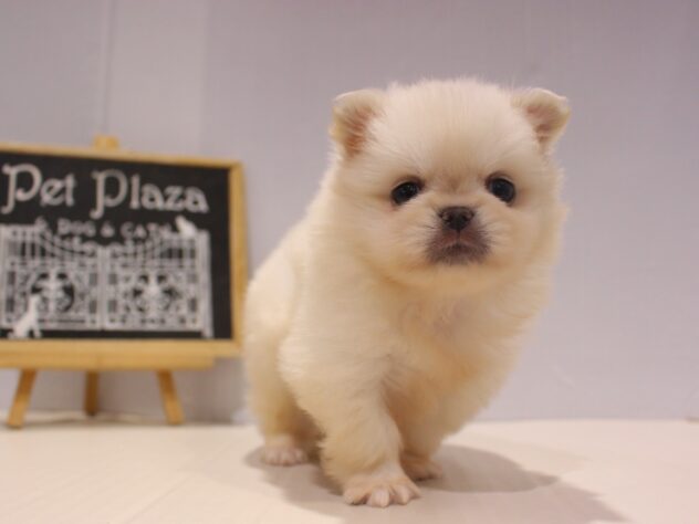 兵庫県のハーフ犬・ミックス犬 (ペット・プラザ アミーゴつかしん店/2025年11月9日生まれ/女の子/ホワイト)の子犬の2枚目の画像