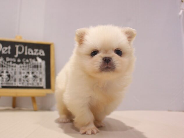 兵庫県のハーフ犬・ミックス犬 (ペット・プラザ アミーゴつかしん店/2025年11月9日生まれ/女の子/ホワイト)の子犬の3枚目の画像