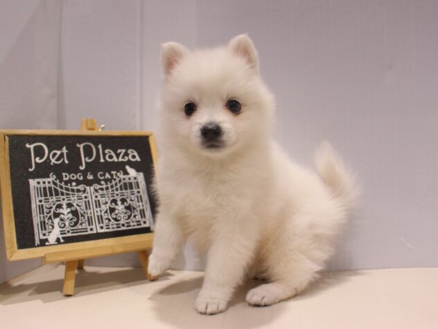 兵庫県の日本スピッツ (ペット・プラザ アミーゴつかしん店/2025年11月2日生まれ/男の子/ホワイト)の子犬の3枚目の画像