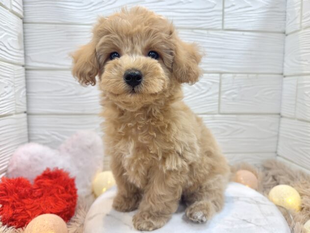 兵庫県のビションプー(ビションフリーゼ×プードル) (ワンキャラット アミーゴ姫路飾磨店/2025年11月23日生まれ/男の子/アプリコット)の子犬の4枚目の画像