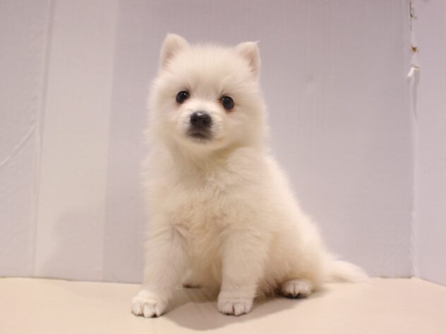 兵庫県の日本スピッツ (ペット・プラザ アミーゴつかしん店/2025年11月2日生まれ/男の子/ホワイト)の子犬の2枚目の画像