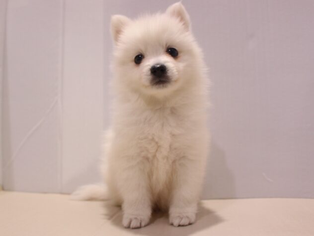兵庫県の日本スピッツ (ペット・プラザ アミーゴつかしん店/2025年11月2日生まれ/男の子/ホワイト)の子犬の1枚目の画像